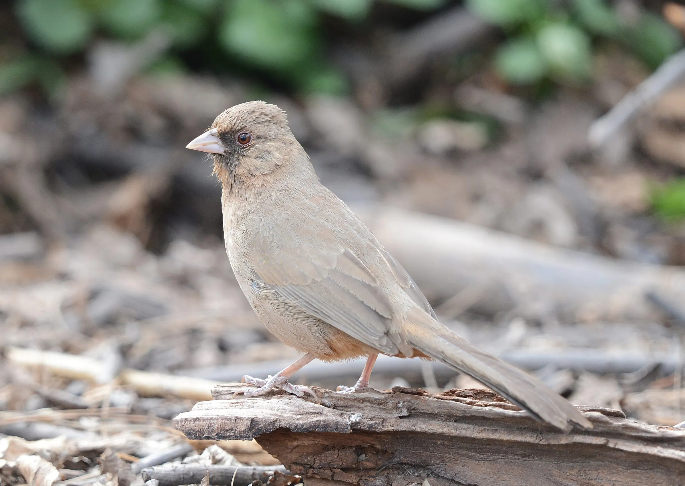 Abert's Towhee standing on a log, plain buff-brown with a black face around a pale bill.