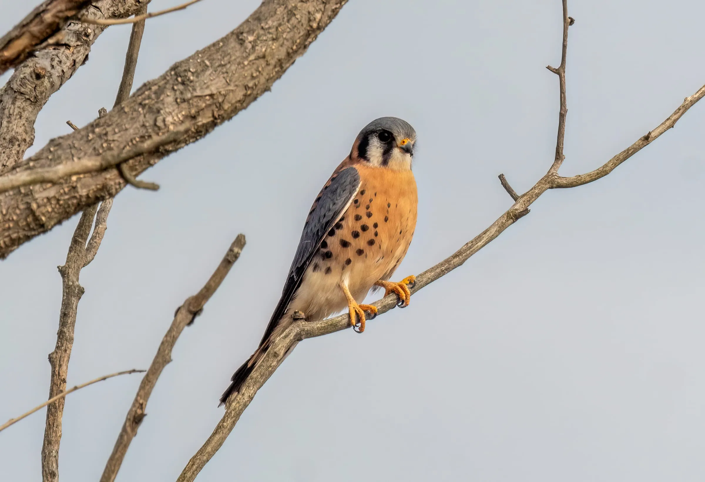 Male American Kestrel on a bare branch, with blue-gray wings, a spotted orange chest, and black face stripes.