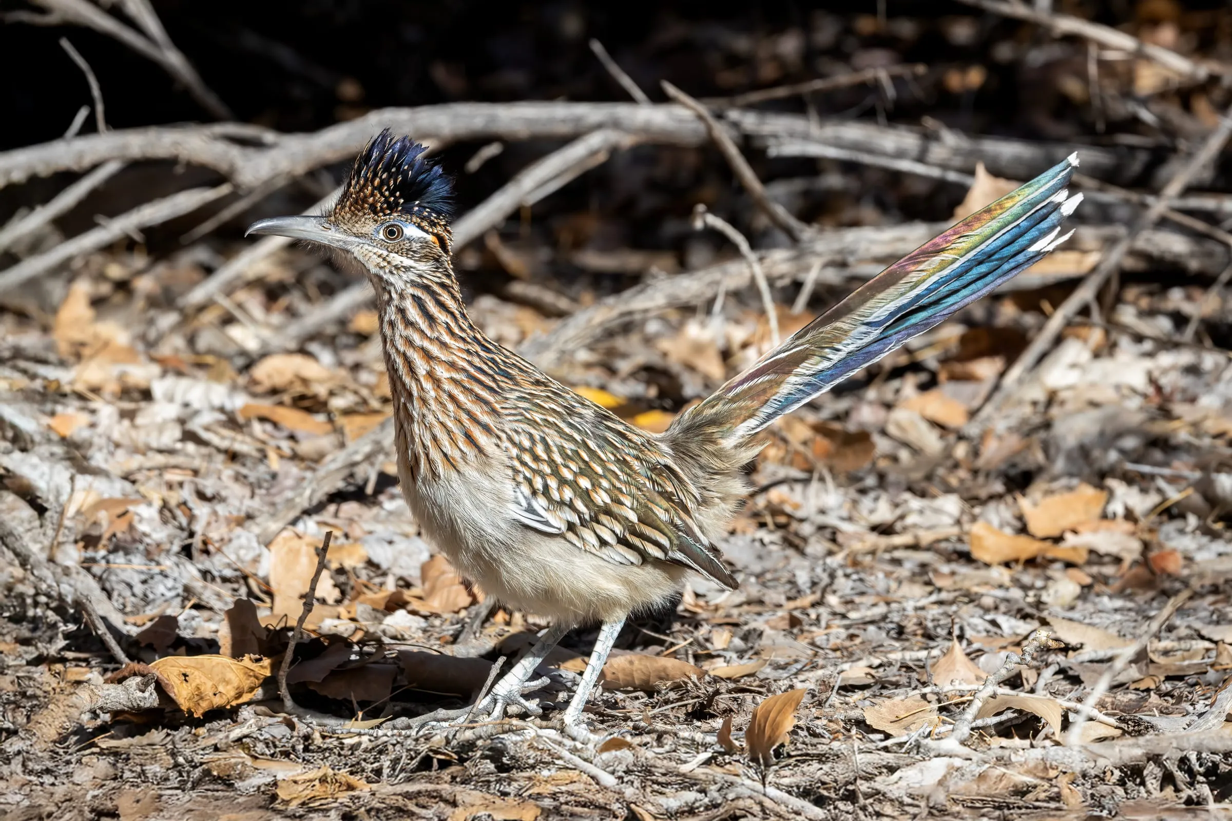 Greater Roadrunner walking through leaf litter, crest raised and long tail angled up.