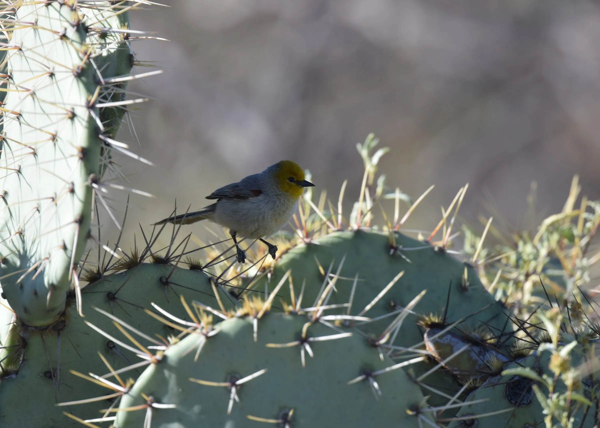 Verdin perched on a prickly pear cactus, its yellow head bright against a gray body.