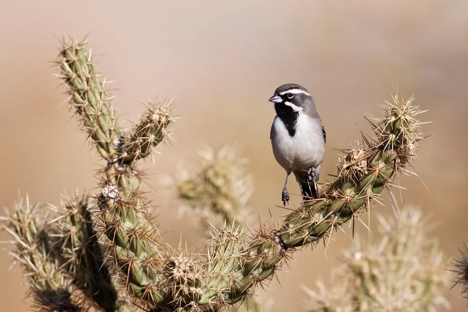 Bird VR quiz bird