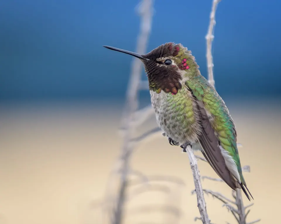 Bird VR quiz bird