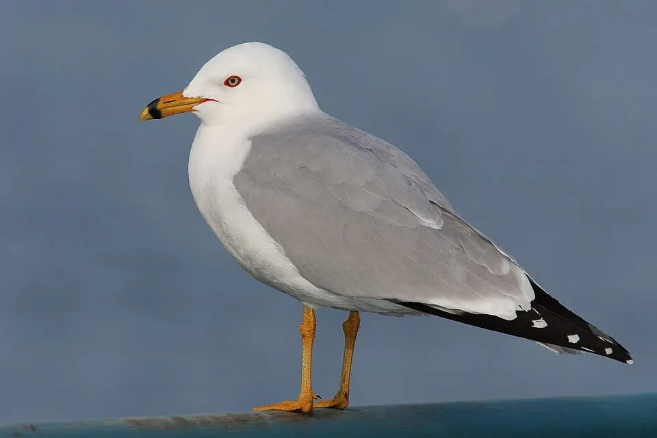 Bird VR quiz bird