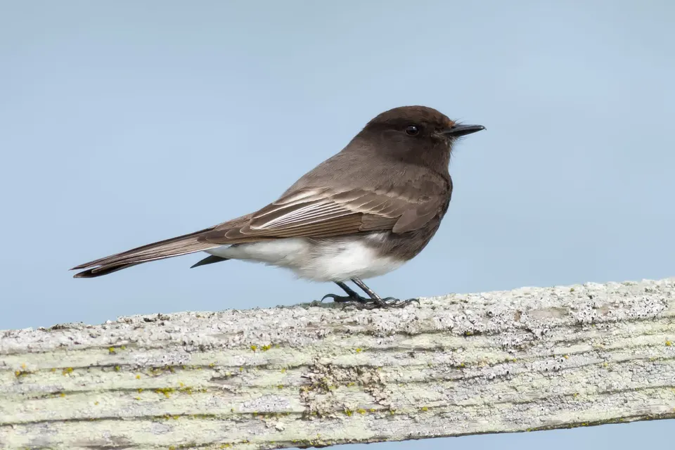 Bird VR quiz bird